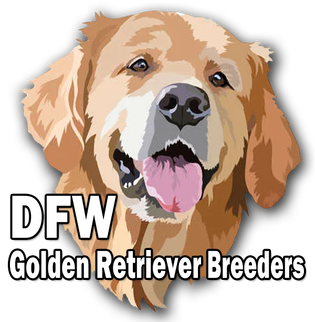 DFW Golden Retriever Breeders
